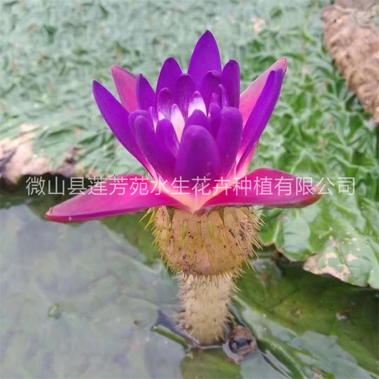 莲芳苑 芡实苗厂家供应，品质保障