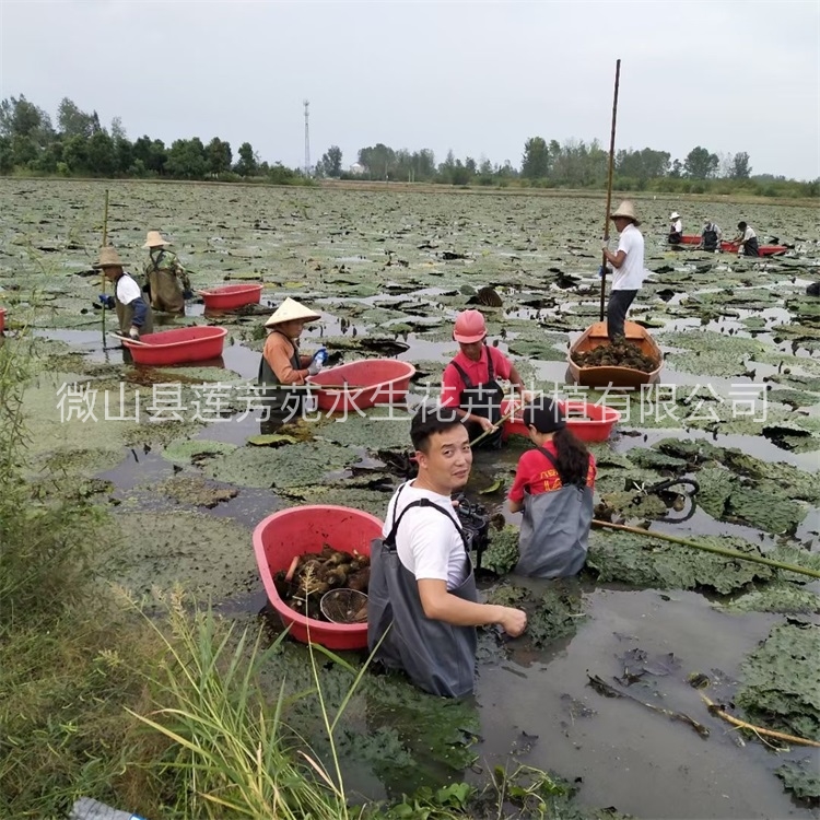 莲芳苑 芡实苗-欢迎来电咨合理询报价