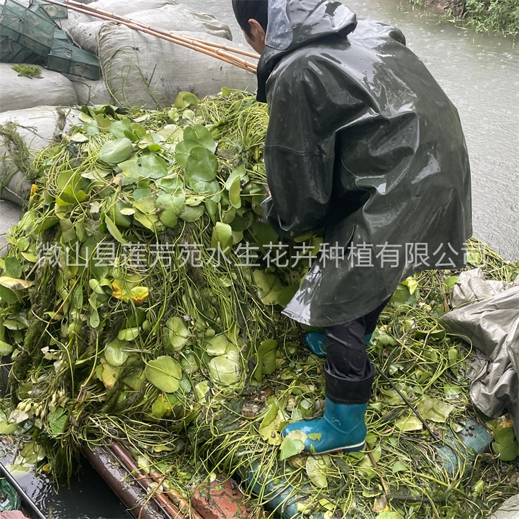 莲芳苑 荇菜 -欢迎来电咨合理询报价