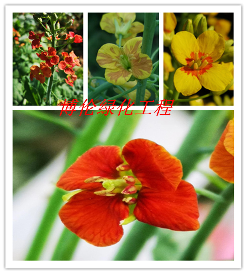 博伦彩色油菜花种子 红色油菜花种子\栽培服务/景观用彩色油菜种子支持 博伦提供技术服务
