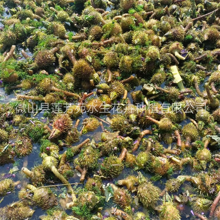莲芳苑 芡实苗-专业生产厂家-价格实惠