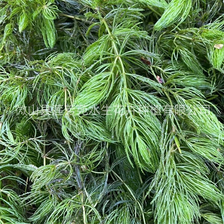 莲芳苑 金鱼藻 源头厂家确保产品质量
