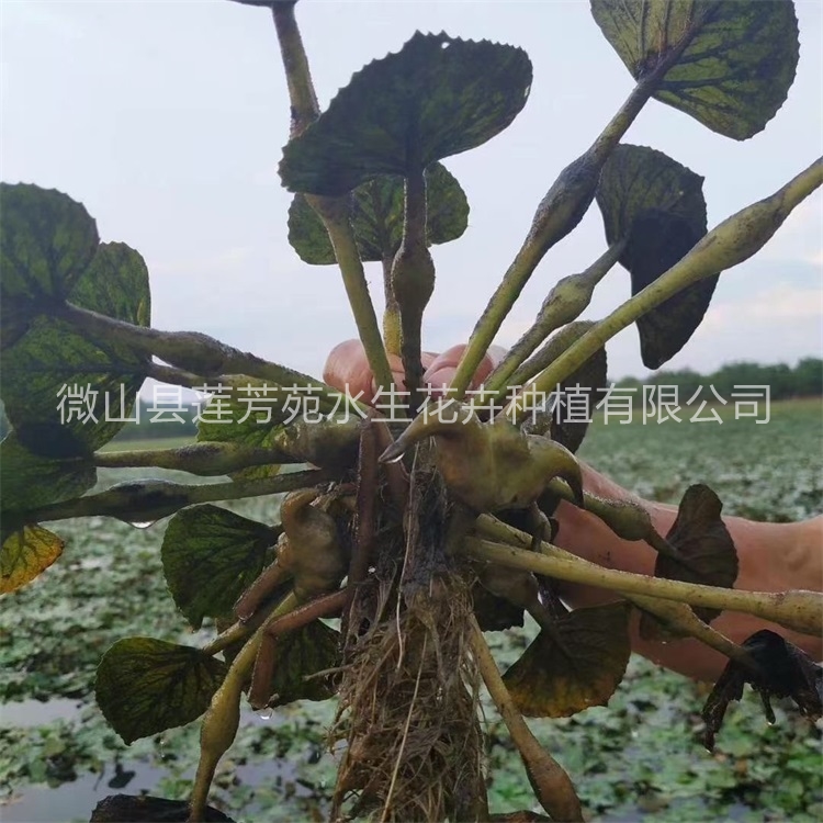 莲芳苑 菱角苗 源头厂家确保产品质量