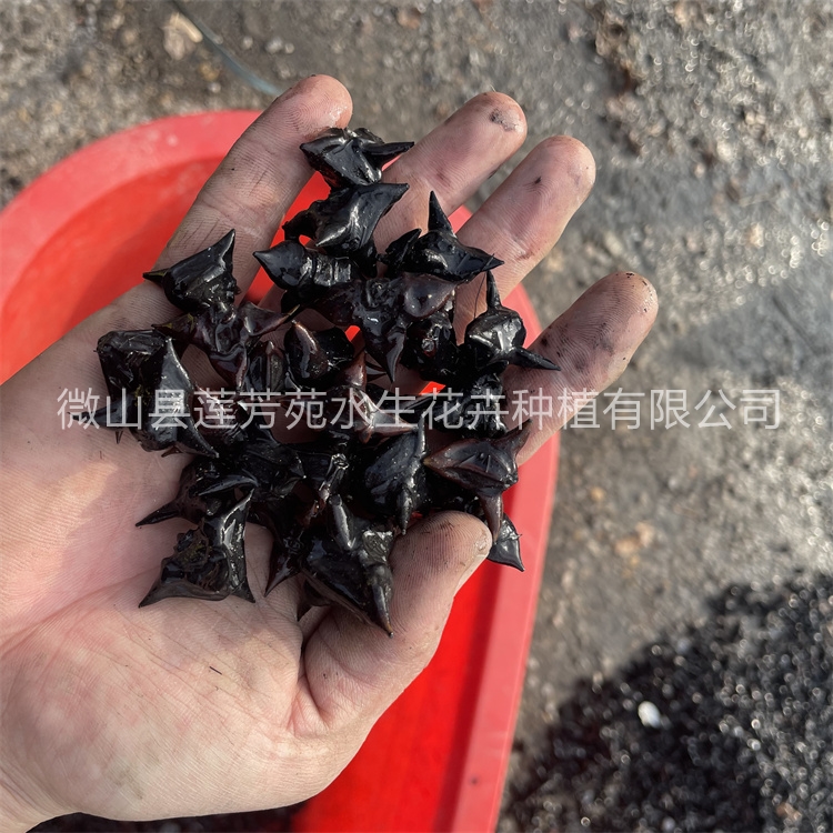 莲芳苑 菱角苗 -欢迎来电咨合理询报价