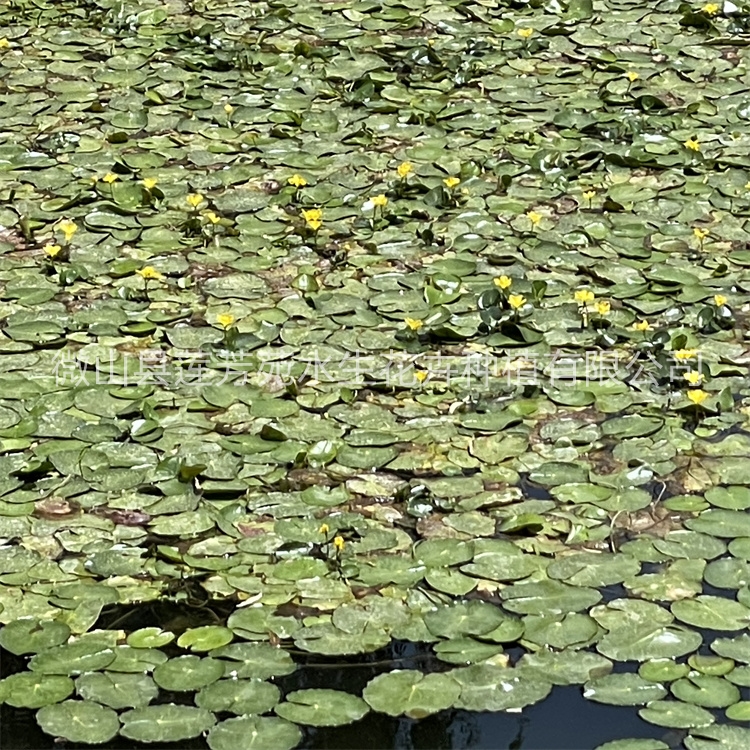 莲芳苑 荇菜 厂家供应，品质保障