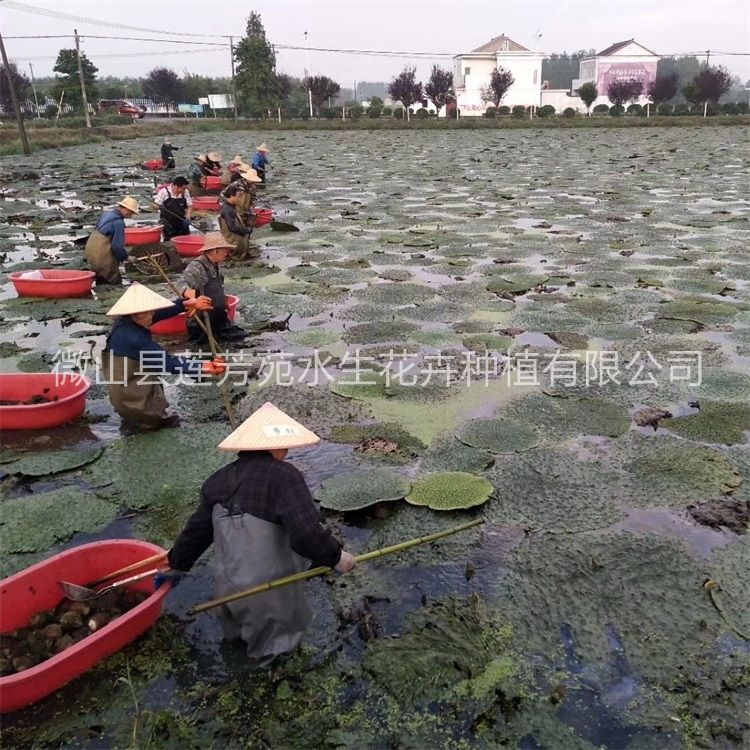 莲芳苑 芡实苗【实地认证厂家】无中间商