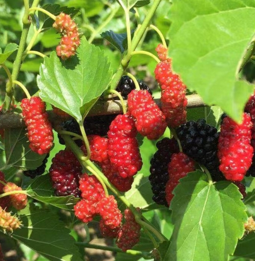 桑葚苗 移植苗 高质量果桑苗