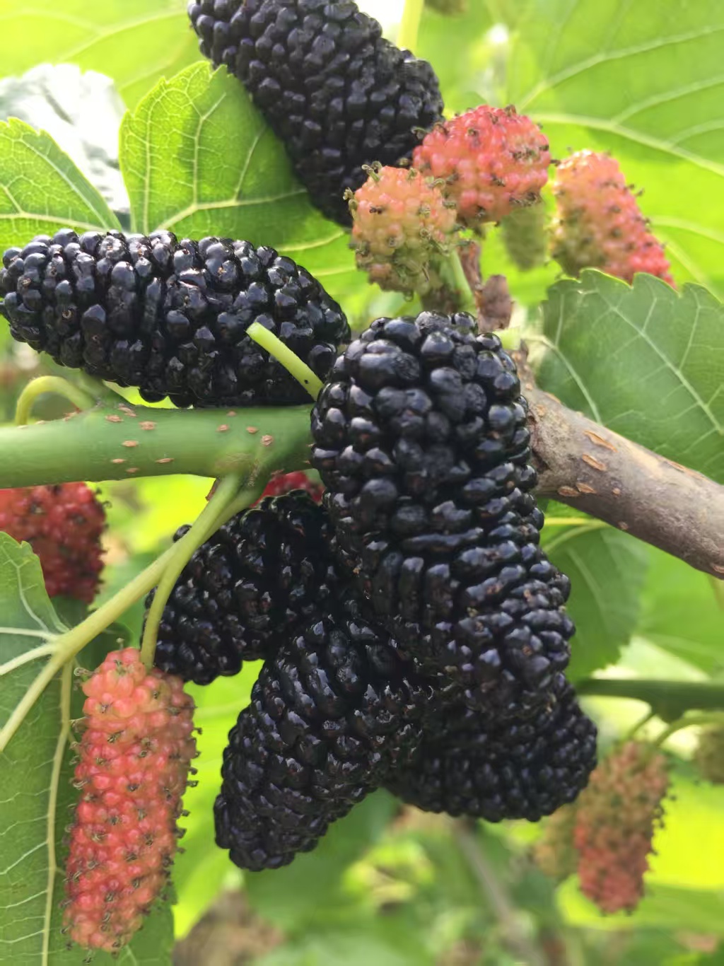 海宁农丰果桑专业合作社