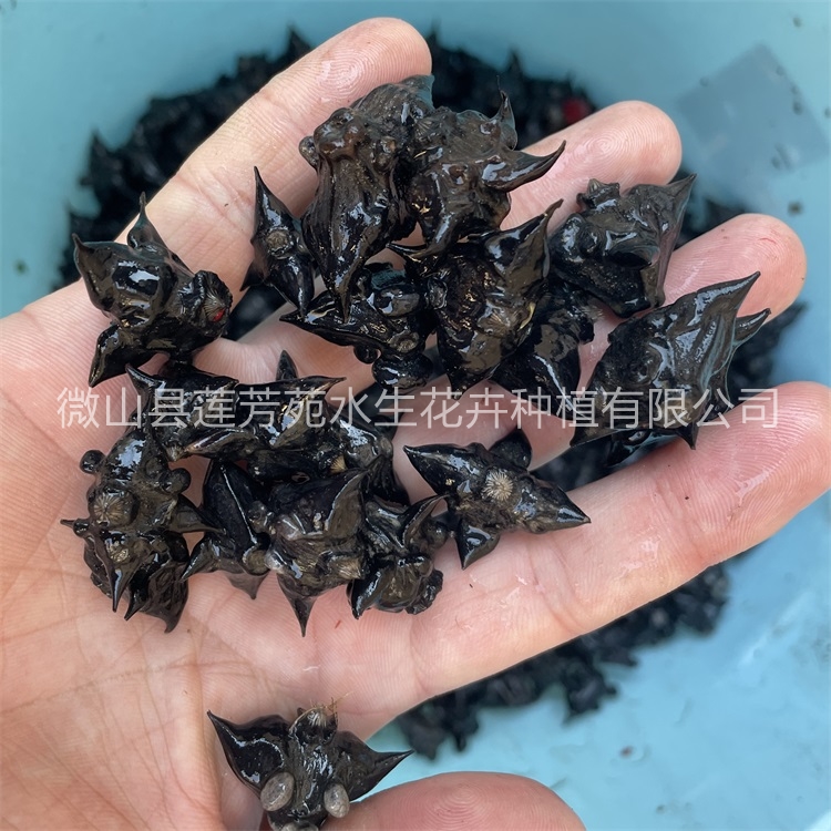 莲芳苑 菱角苗 厂家质量保证,价格优惠,欢迎来电咨询