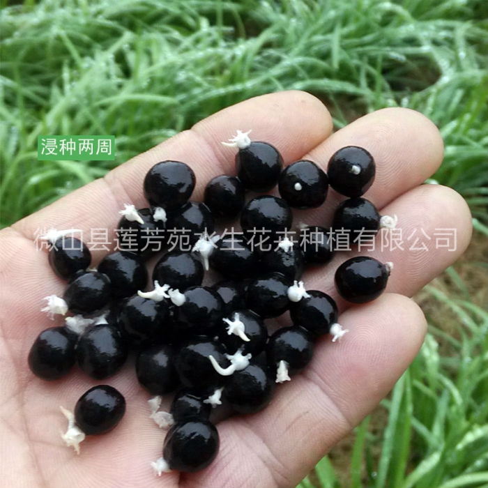 莲芳苑 芡实苗-品质保证,详情请点击查看