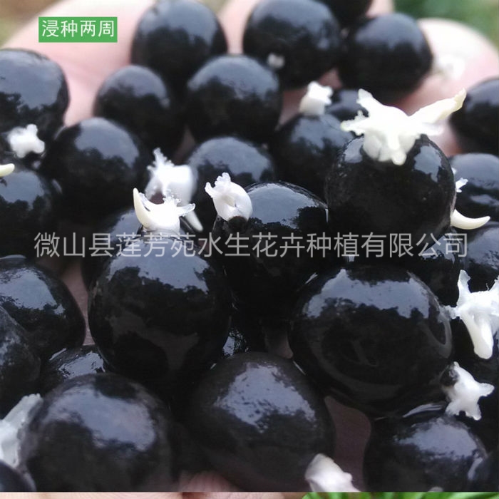 莲芳苑 芡实苗源头厂家确保产品质量