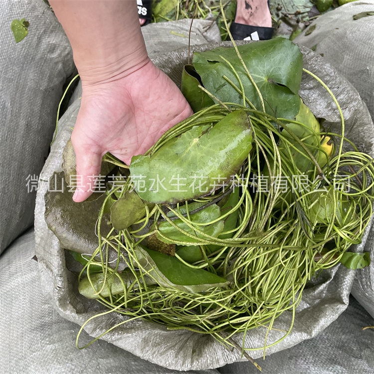 莲芳苑 荇菜 源头厂家确保产品质量