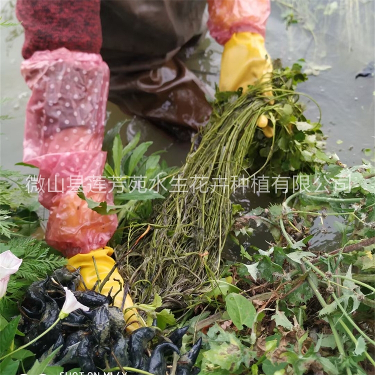 莲芳苑 菱角苗 厂家供应，品质保障