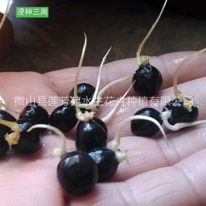 莲芳苑 芡实苗厂家质量保证,价格优惠,欢迎来电咨询