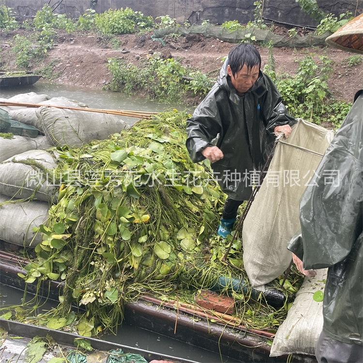 莲芳苑 荇菜 实体厂家-无中间差价