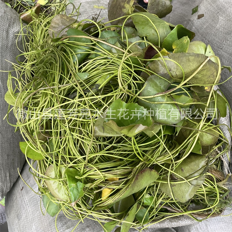 莲芳苑 荇菜 厂家质量保证,价格优惠,欢迎来电咨询