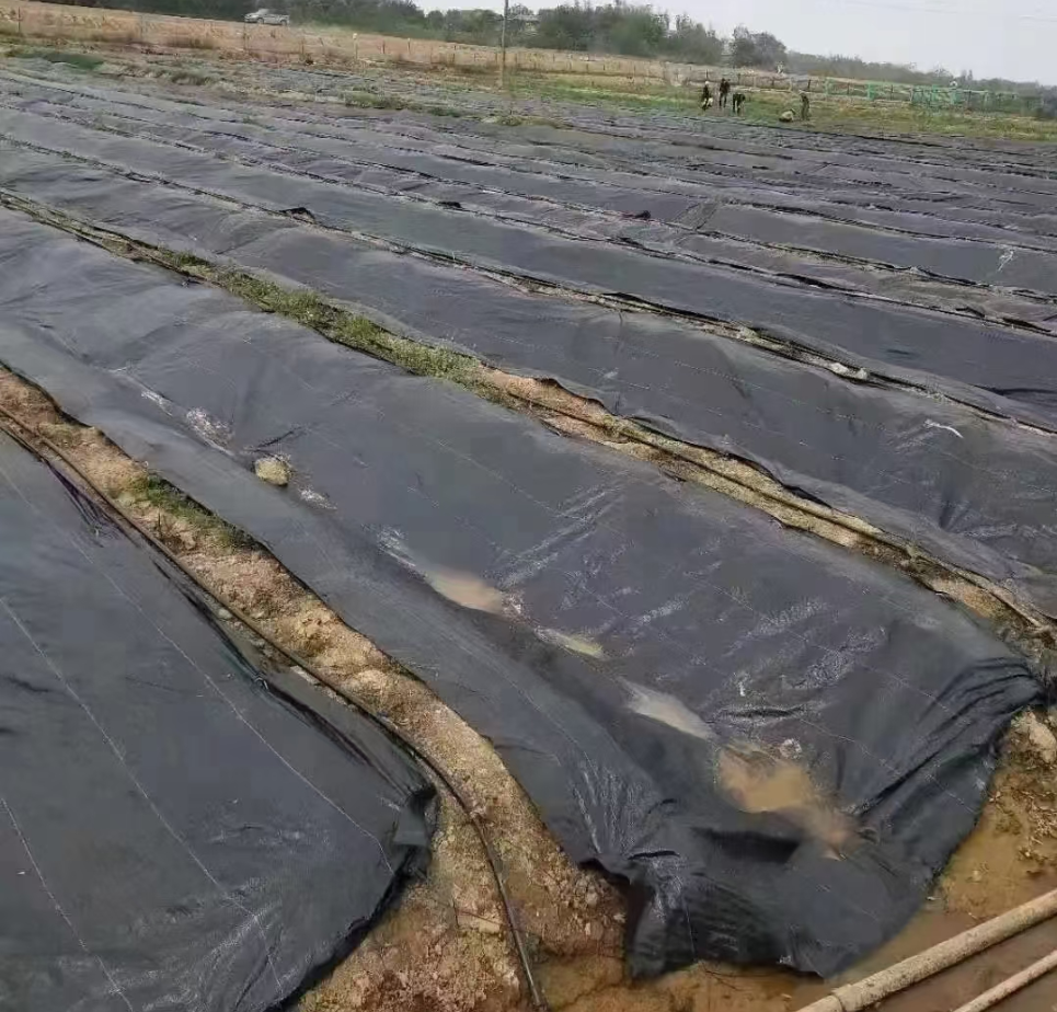 园艺防草布批发 火龙果除草布厂家 蓝莓遮草布 果防病虫害强力高