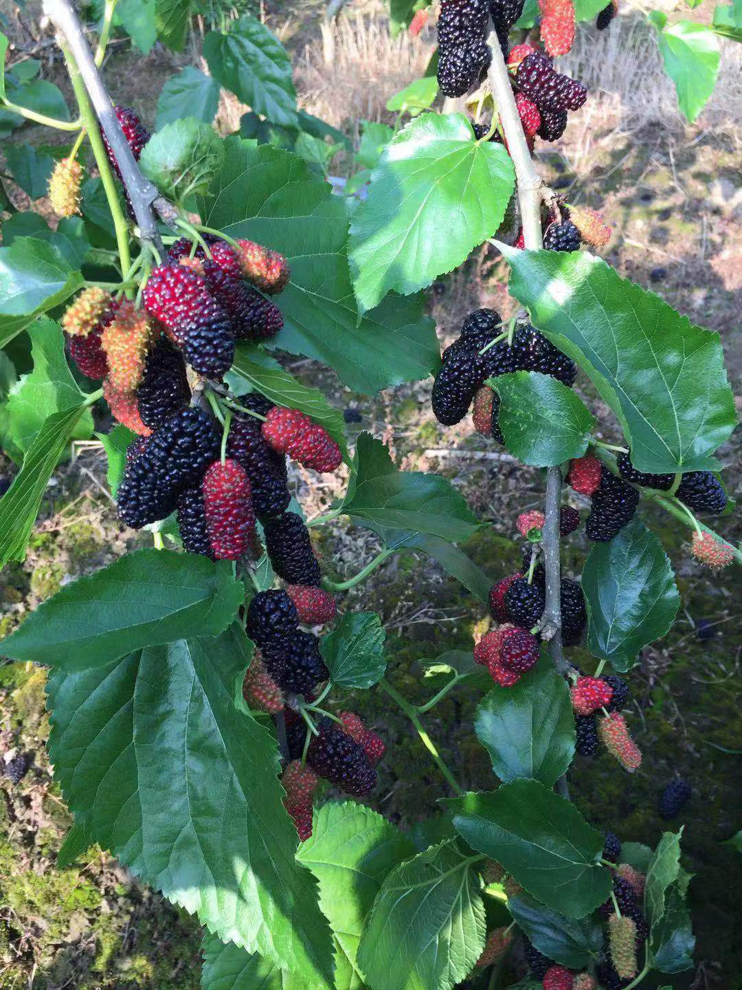 长果桑树苗 四季长桑葚 基地果树批发