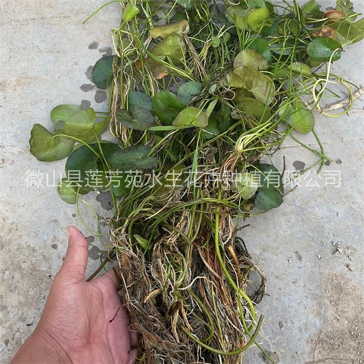 莲芳苑 荇菜 -专业生产厂家-价格实惠