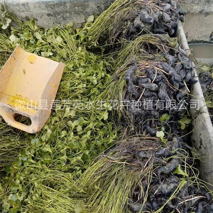 莲芳苑 菱角苗 -品质保证,详情请点击查看