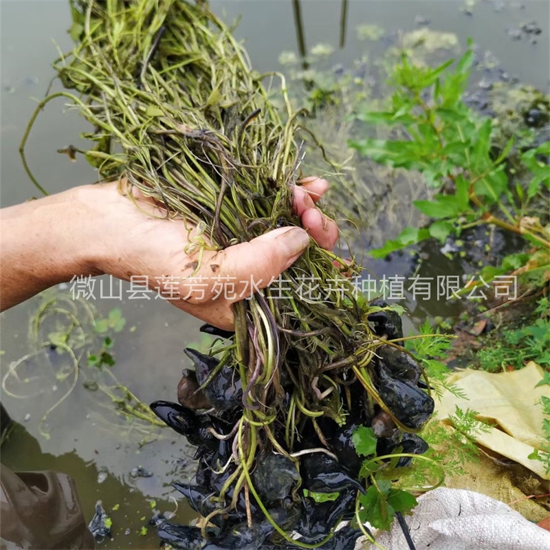 莲芳苑 菱角苗 -专业生产厂家-价格实惠