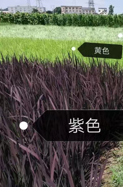 博伦彩色水稻种子 稻田画水稻种子批发 紫色红色白色黄色水稻种子可选,